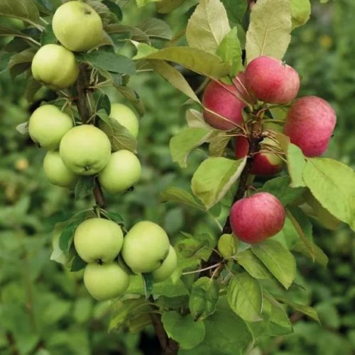 [Ольга Борисова, Кристианна Виниченко] Прививки ра_0.jpg